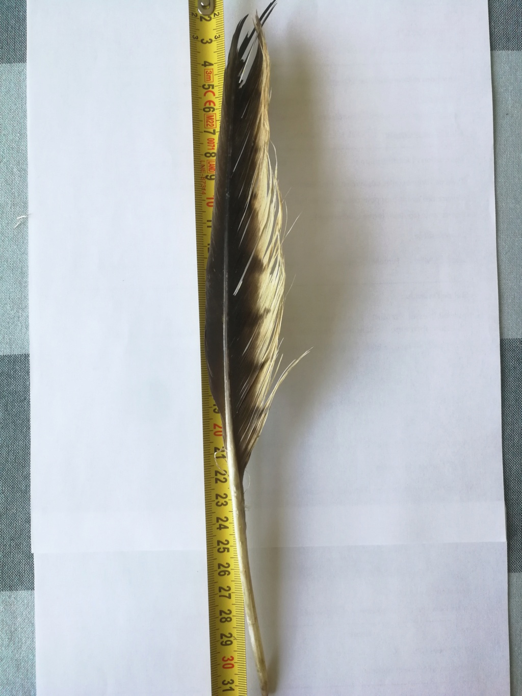 Plumes de rapace à identifier
