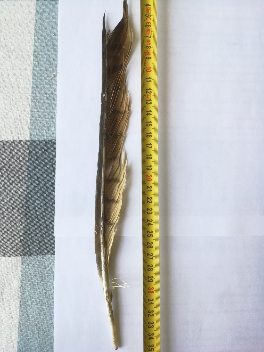Plumes de rapace à identifier