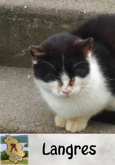 chatte noire et blanche : Secteur Tamaris à Langres 16240910