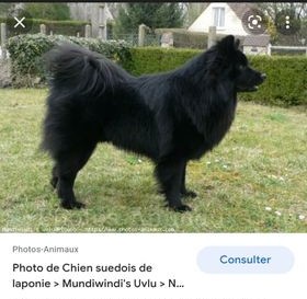 Louloute : chiot terre-neuve 27218911