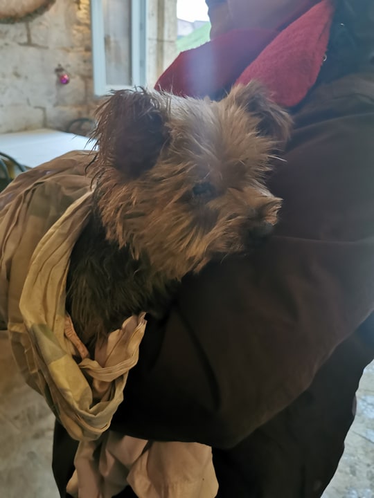 chien trouvé vers Hûmes 79021810