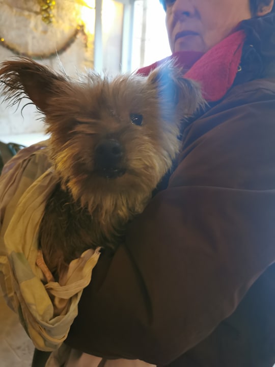 chien trouvé vers Hûmes 79166810