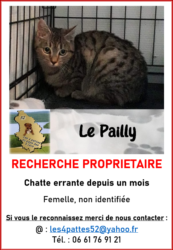 Chatte tigrée - Le Pailly Sibell10