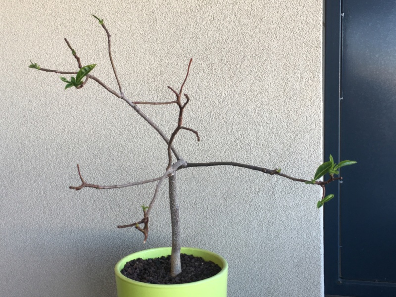 Adansonia grandidieri - Page 2 6920c010