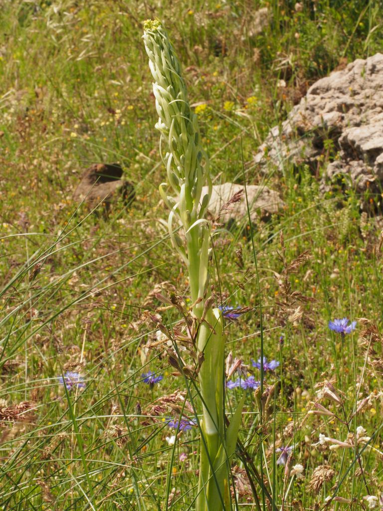 Vacances dans l'Hérault, 8-11 juin 2018 : de beaux restes ! P6090910