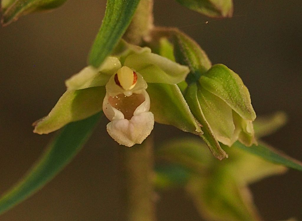 Encore des epipactis ... à Planfay (Pomarey-38) P8021718