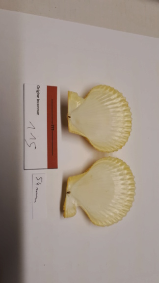 Mimachlamys_gloriosa_(Reeve_1853) vs Chlamys_islandica_(O. F. Müller_1776) 20200435