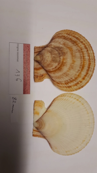 Mimachlamys_gloriosa_(Reeve_1853) vs Chlamys_islandica_(O. F. Müller_1776) 20200440