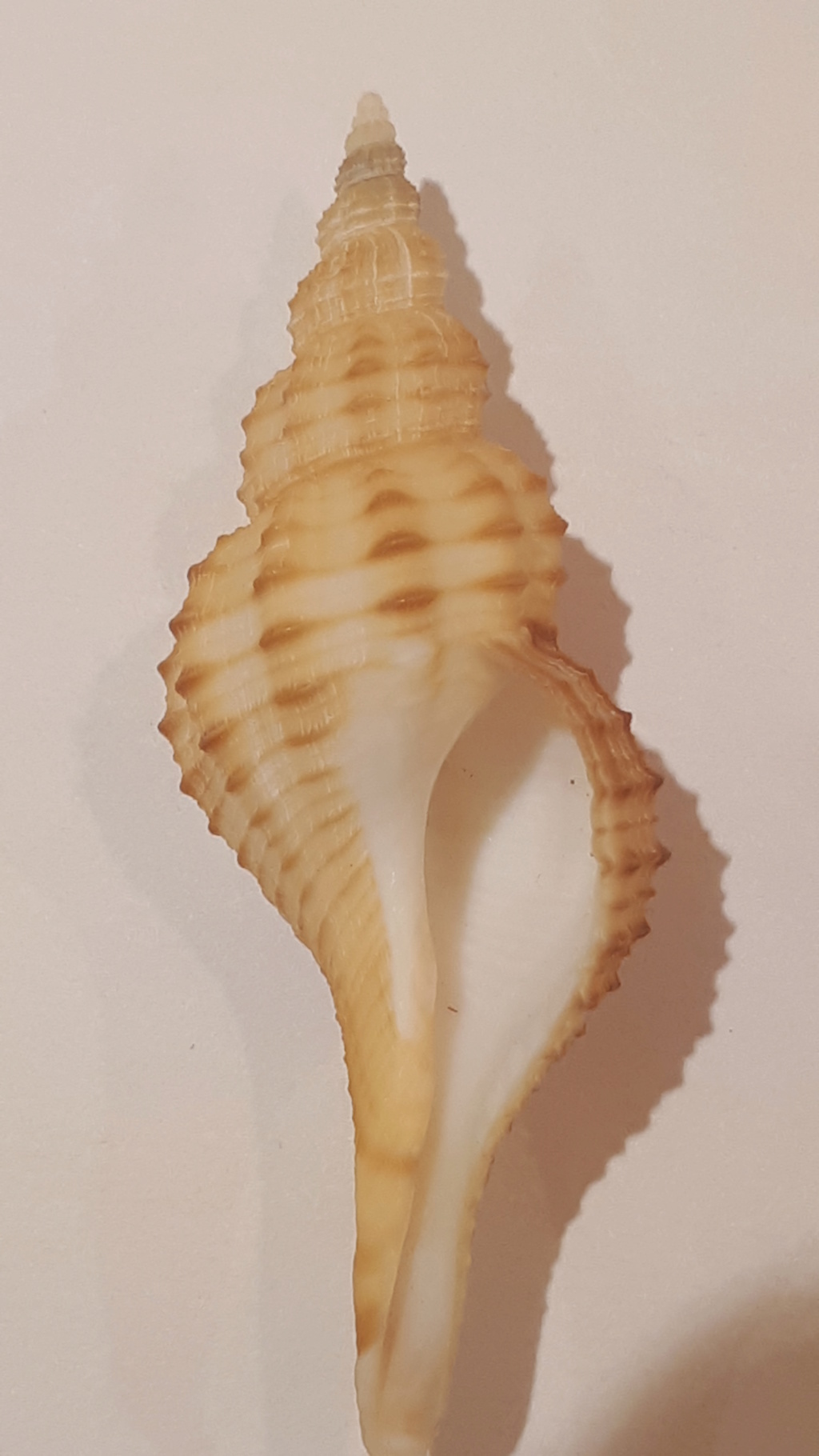 Granulifusus kiranus (Shuto, 1958) 20200719