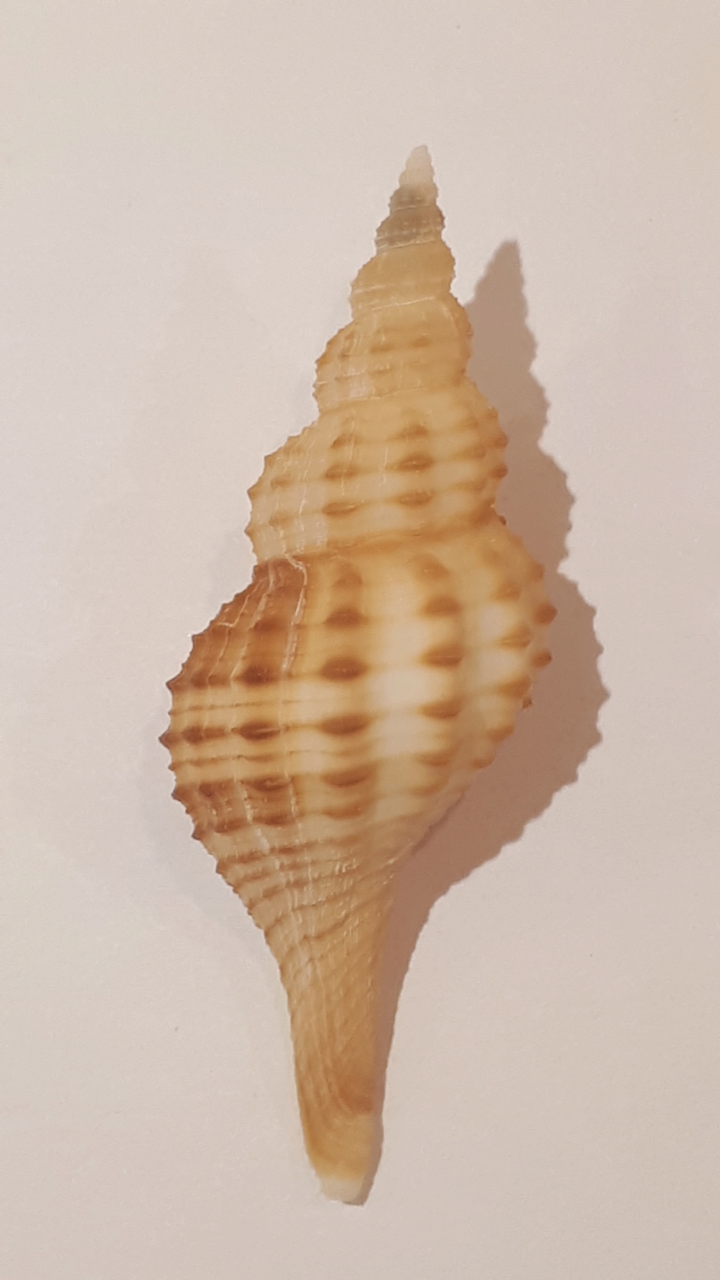 Granulifusus kiranus (Shuto, 1958) 20200720