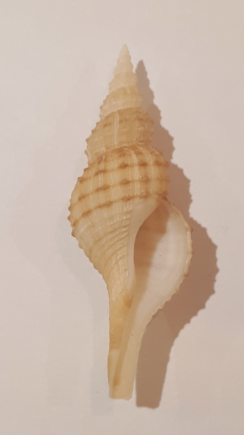 Granulifusus kiranus (Shuto, 1958) 20200721