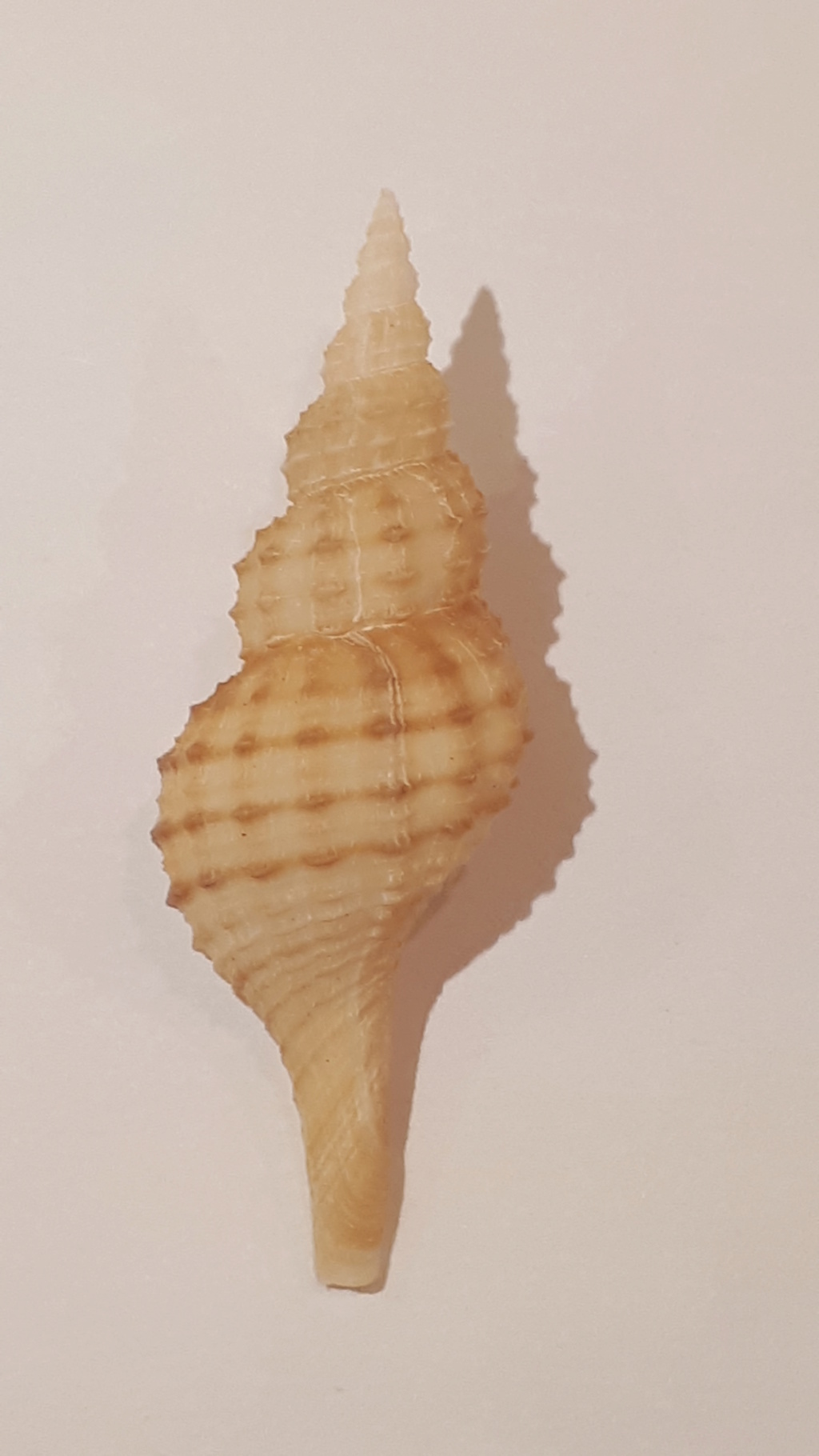 Granulifusus kiranus (Shuto, 1958) 20200722