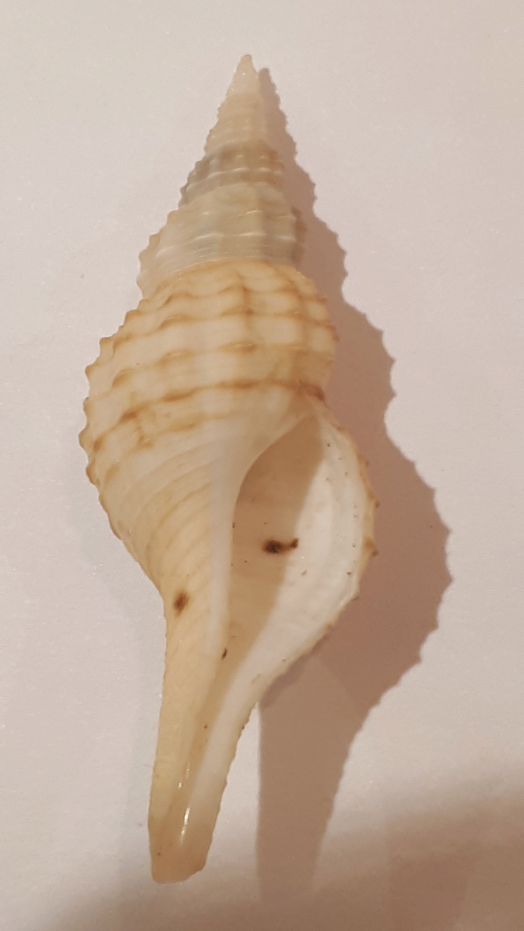 Granulifusus kiranus (Shuto, 1958) 20200724