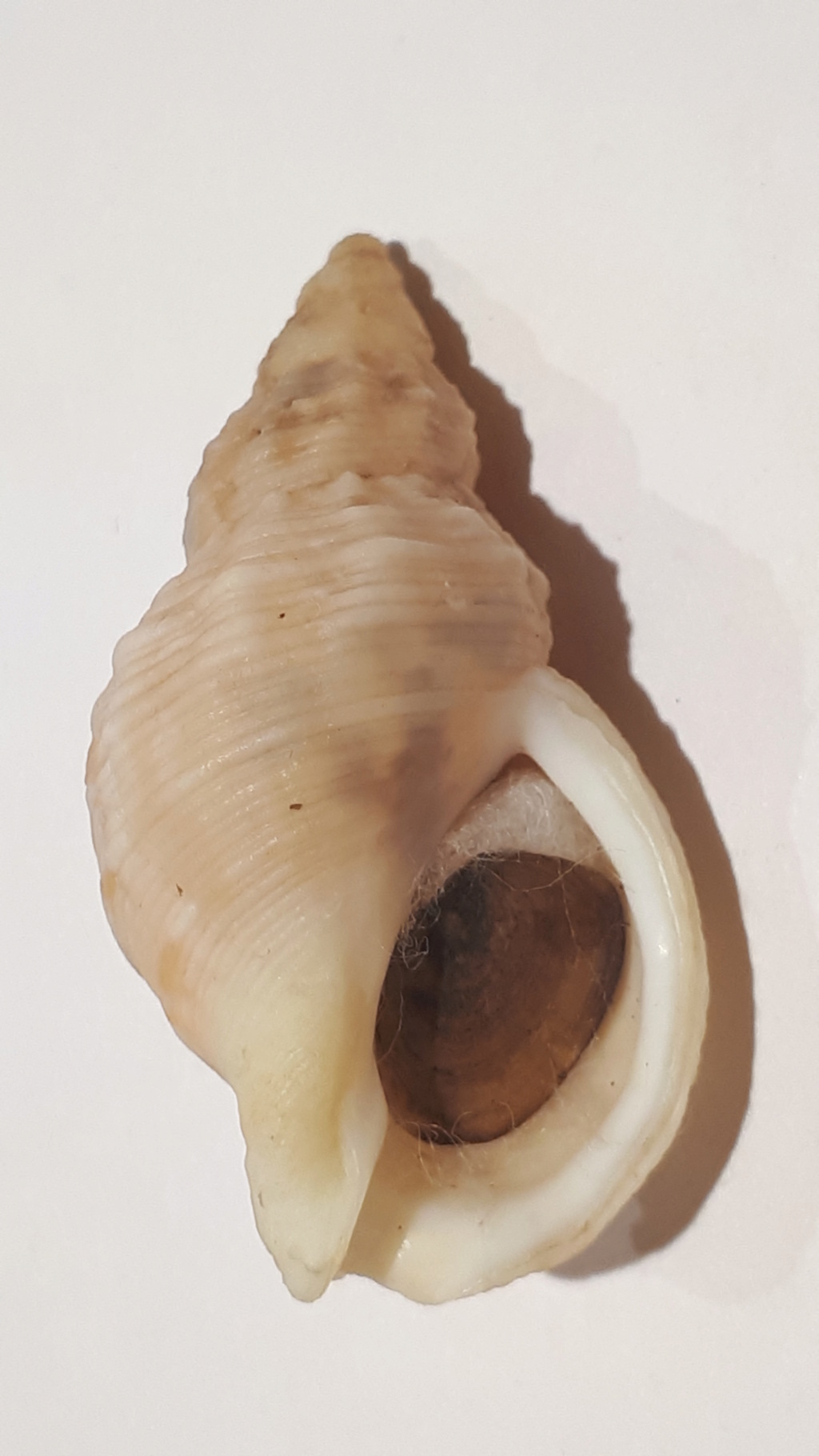 Buccinum ochotense (Middendorff, 1848) 20210183