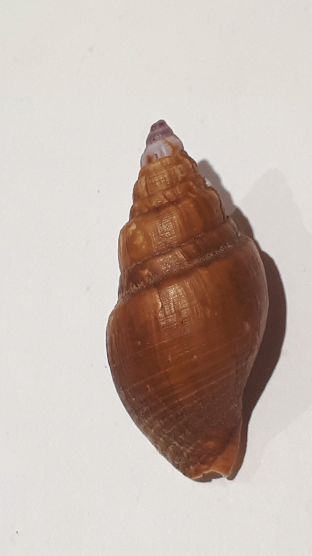 Burnupena cincta f. semisulcata (G. B. Sowerby III, 1892) 20210214