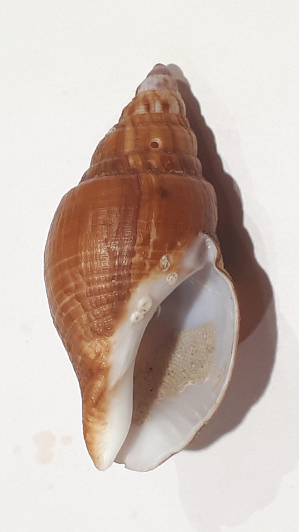 Burnupena cincta f. semisulcata (G. B. Sowerby III, 1892) 20210215