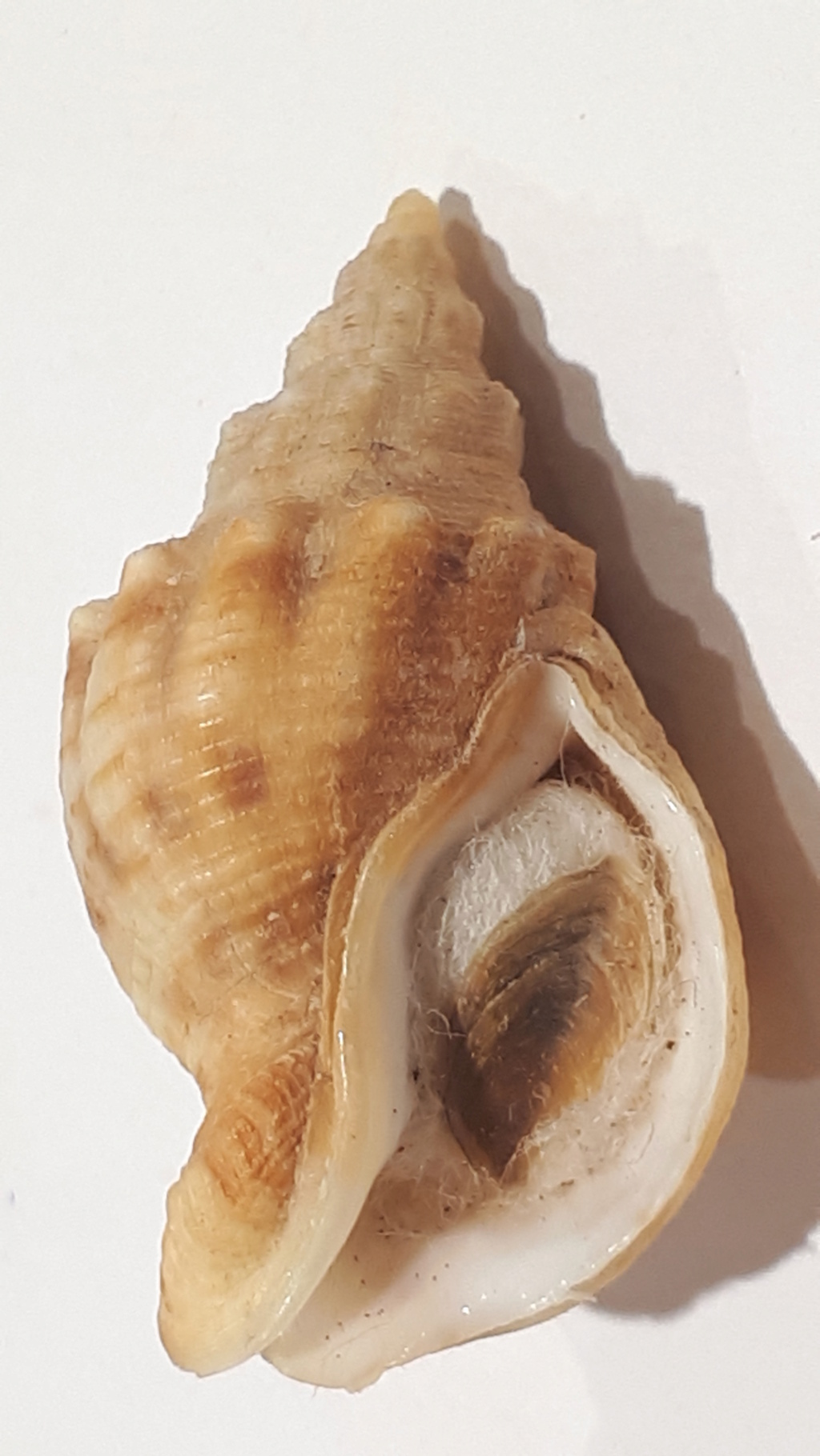 Siphonalia cassidariaeformis (Reeve, 1846) 20210235
