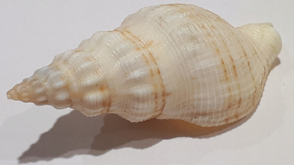 Siphonalia spadicea (Reeve, 1847) 20210237