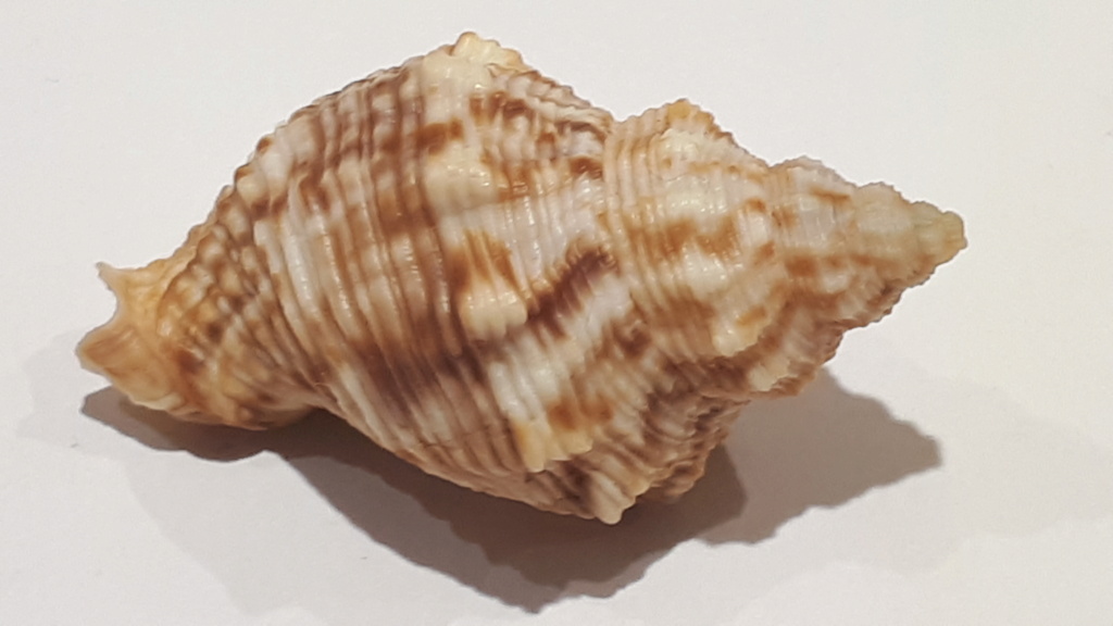 Siphonalia cassidariaeformis (Reeve, 1846) 20210240