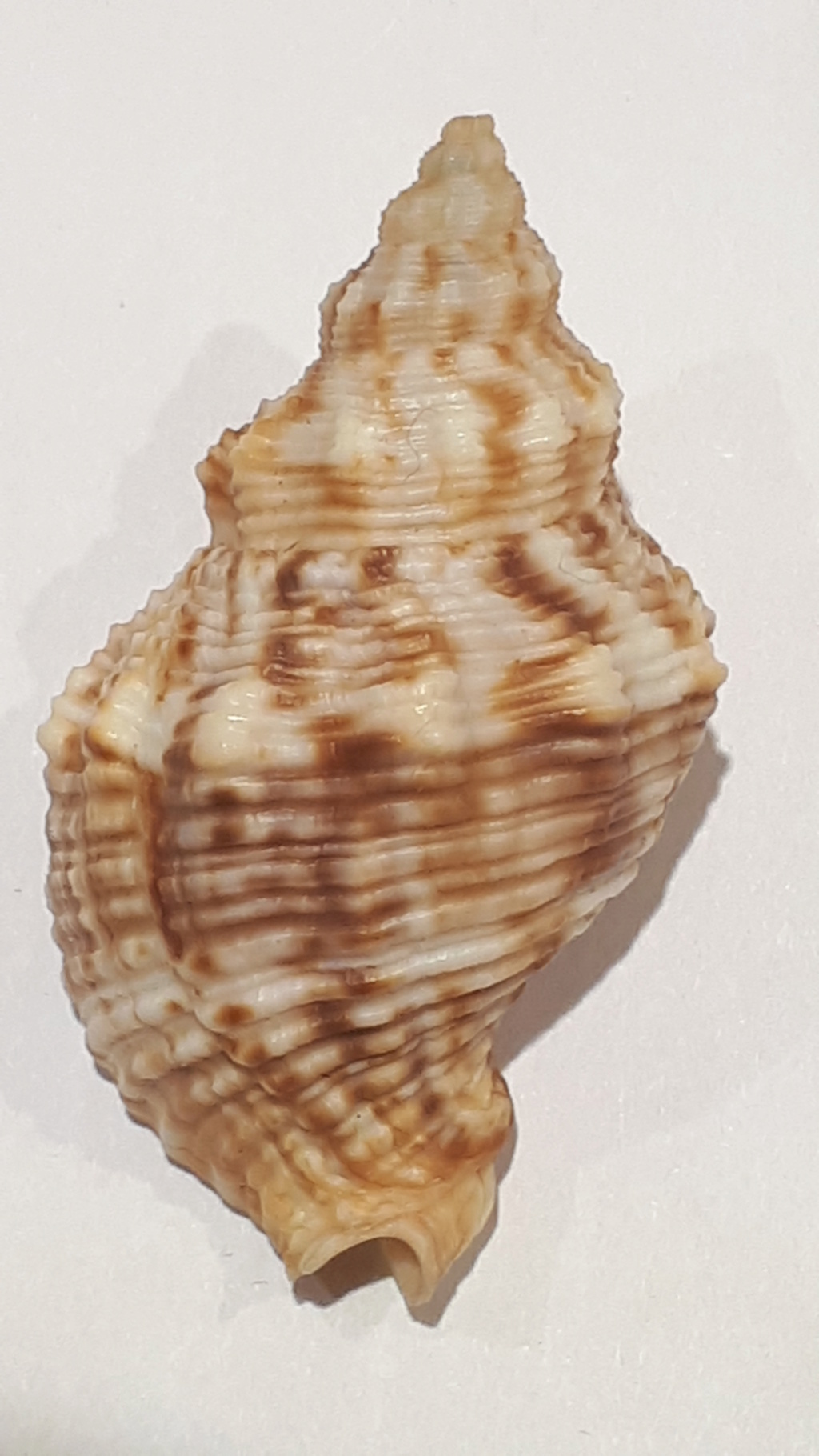 Siphonalia cassidariaeformis (Reeve, 1846) 20210241