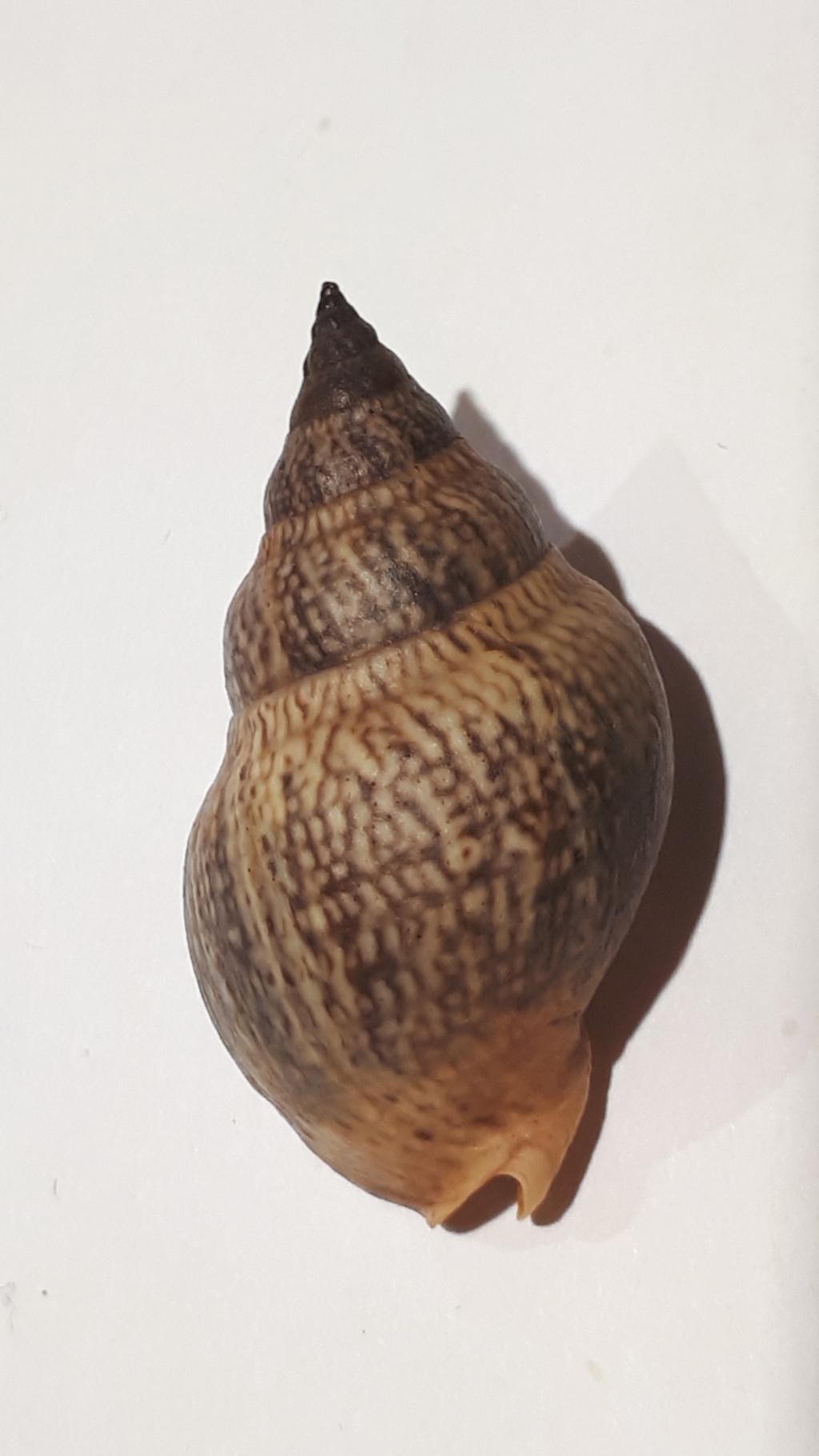 Cominella maculosa (Martyn, 1784) 20210249