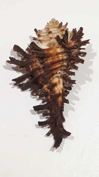 Homalocantha digitata - (G. B. Sowerby II, 1841) 20210252