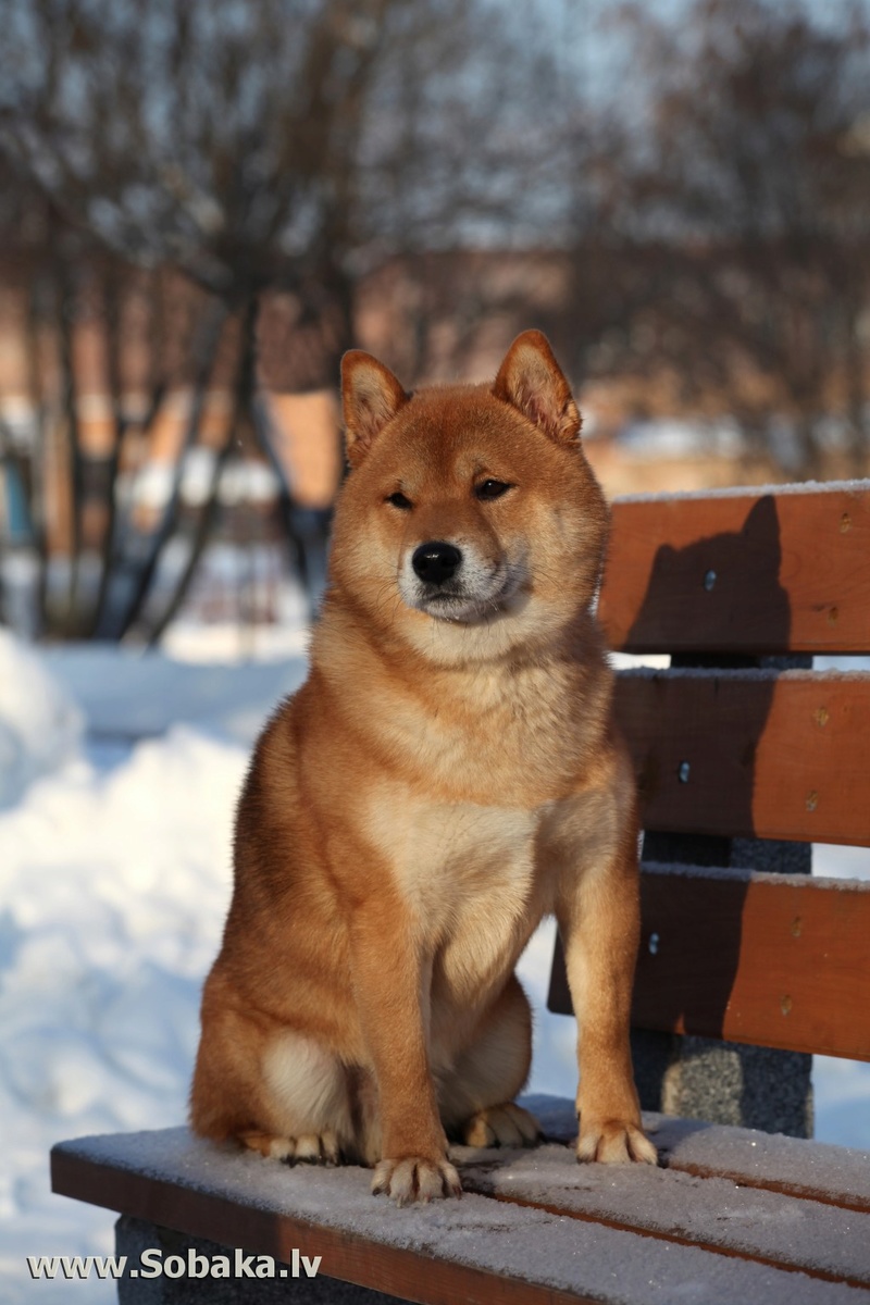 Щенки от пары Michio Kio и Dzembi Fudzin от 16.02.2020 210-1211