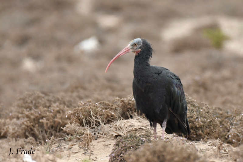 Marrocos 2019 - Íbis-pelada (Geronticus eremita) Dsc_1511