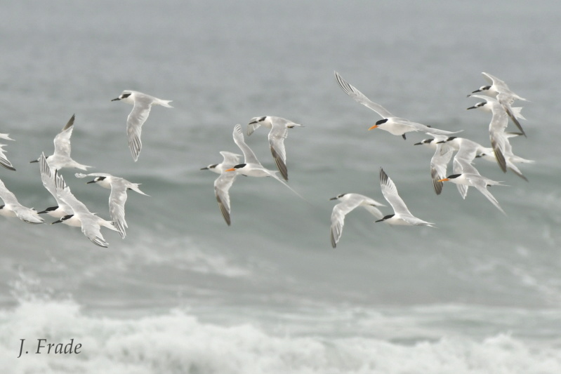 Marrocos 2019 - Garajau-bengalense (Thalasseus bengalensis) Dsc_1710