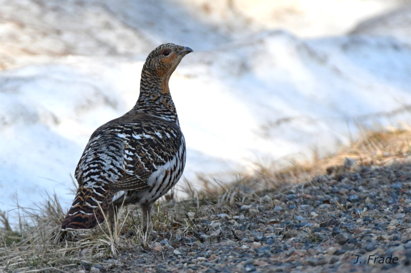 Escandinávia 2018 - Tetraz-real (Tetrao urogallus) Dsc_4111