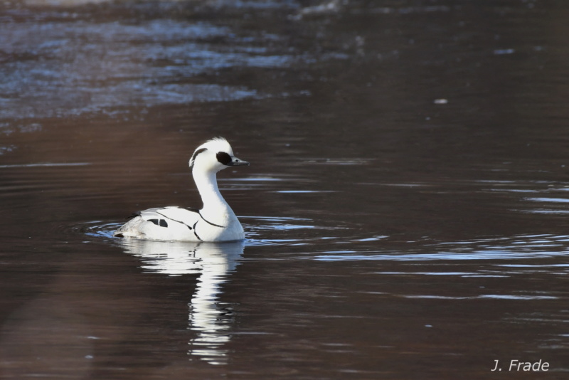 Escandinávia 2018 - Merganso-pequeno (Mergellus albellus) Dsc_4412