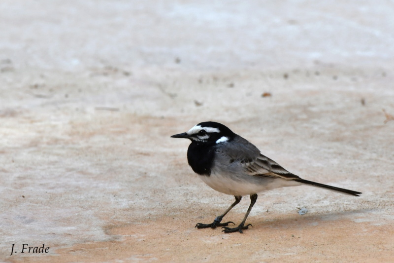 Marrocos 2019 - Alvéola-branca-de-marrocos (Motacilla alba subpersonata) Dsc_5417