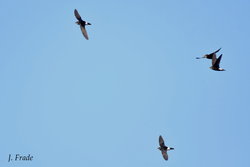 Marrocos 2019 - Andorinhão-pequeno (Apus affinis) Dsc_5713