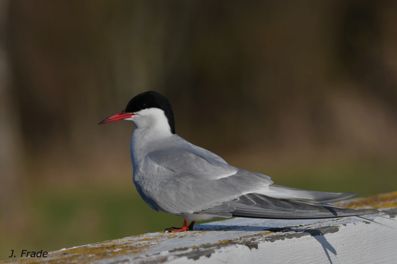 Escandinávia 2018 - Andorinha-do-mar-árctica (Sterna paradisaea) Dsc_8213