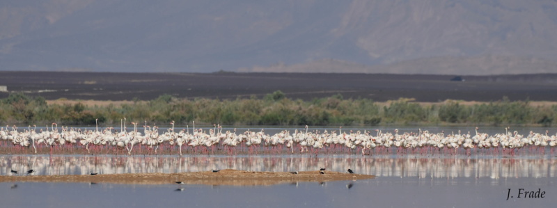 Marrocos 2019 - Pato-ferrugíneo (Tadorna ferruginea) Dsc_9316