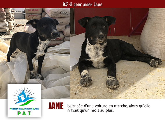 JANE, identifiée 788.269.100.007.304, en refuge PAT à Tunis Janepg10