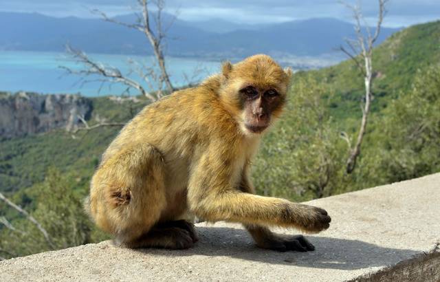 Var: Un mystérieux singe capturé dans un arbre par les pompiers 640x4115