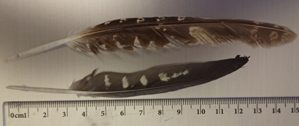 2 plumes trouvées en Sardaigne Plume110