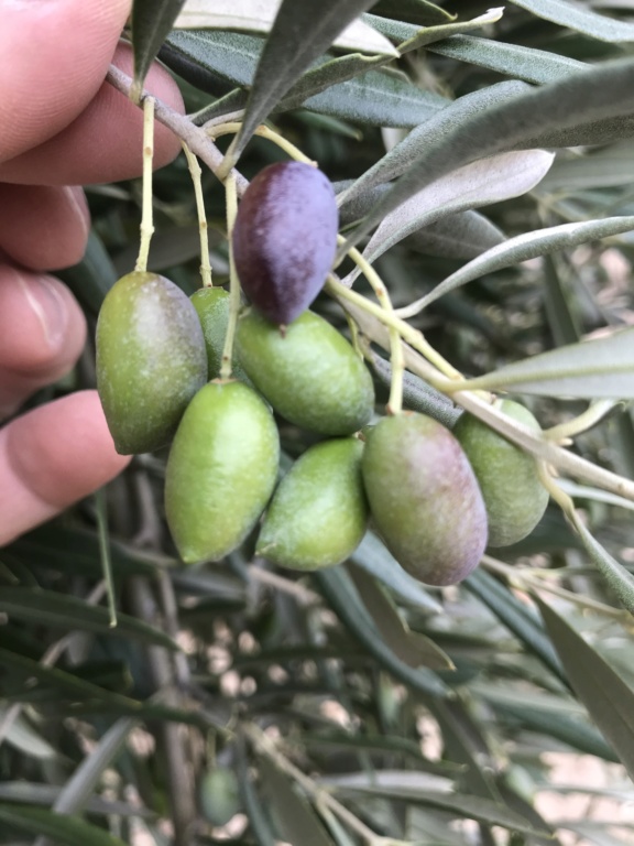 ¿Qué variedad de olivo es? 13e13110