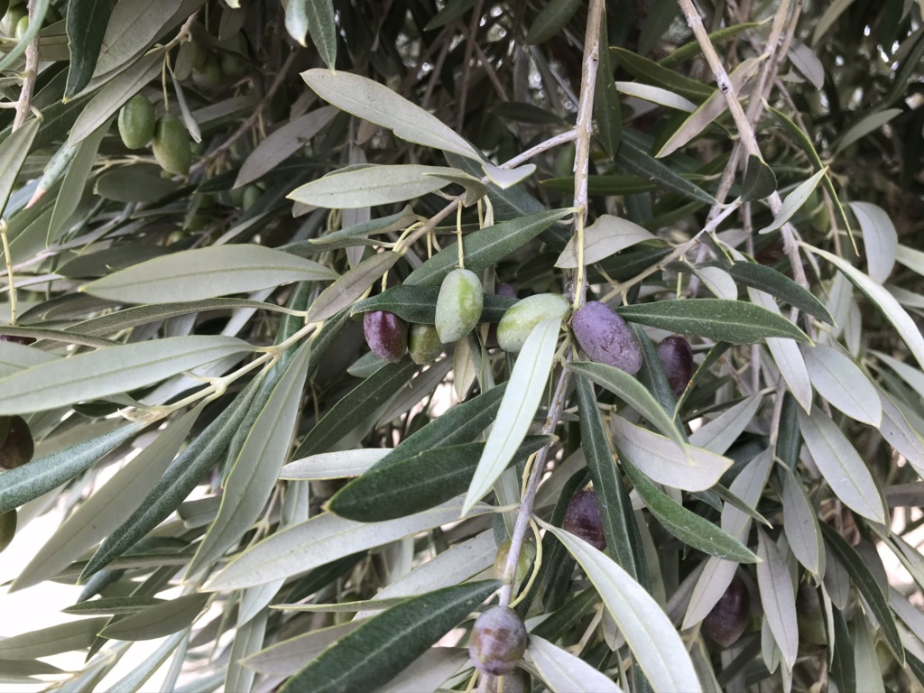 ¿Qué variedad de olivo es? 55c39010