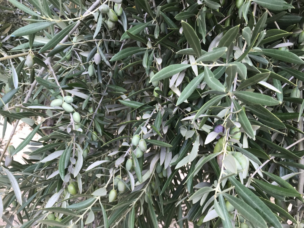 ¿Qué variedad de olivo es? 9393d210