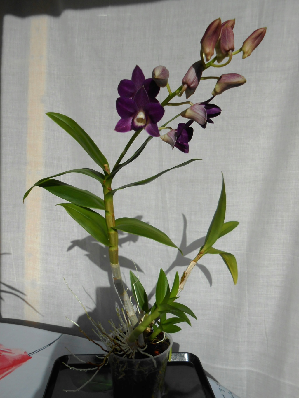 Dendrobium type Phalaenopsis 15_20115