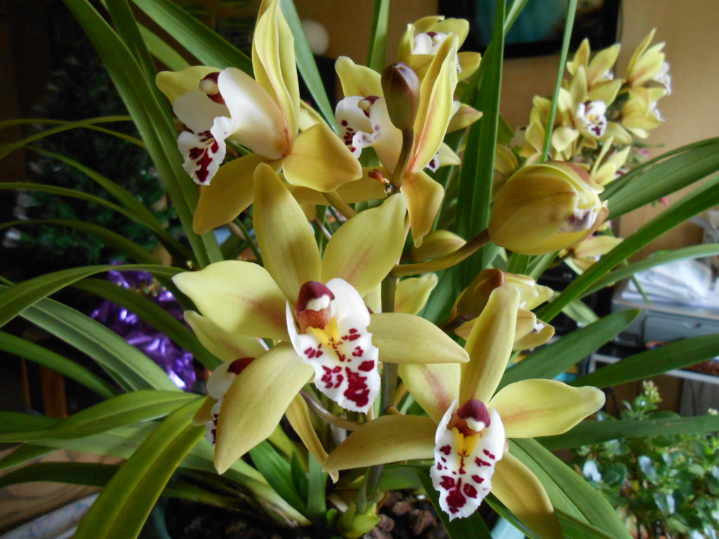 Cymbidium hybride - Page 2 22_20112