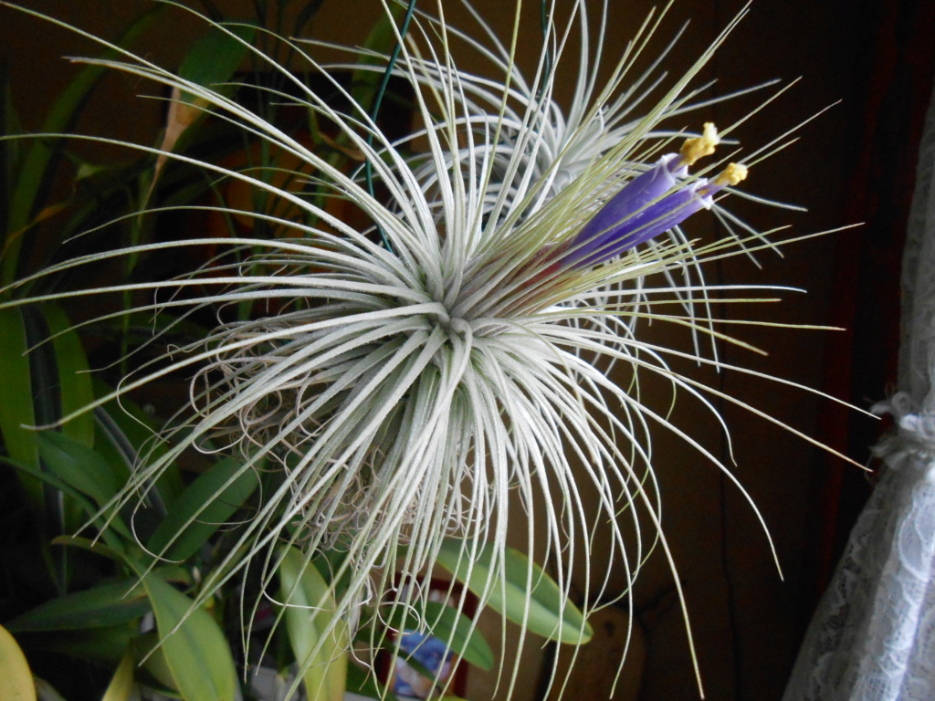 Floraison Tillandsia magnusiana 31_20210