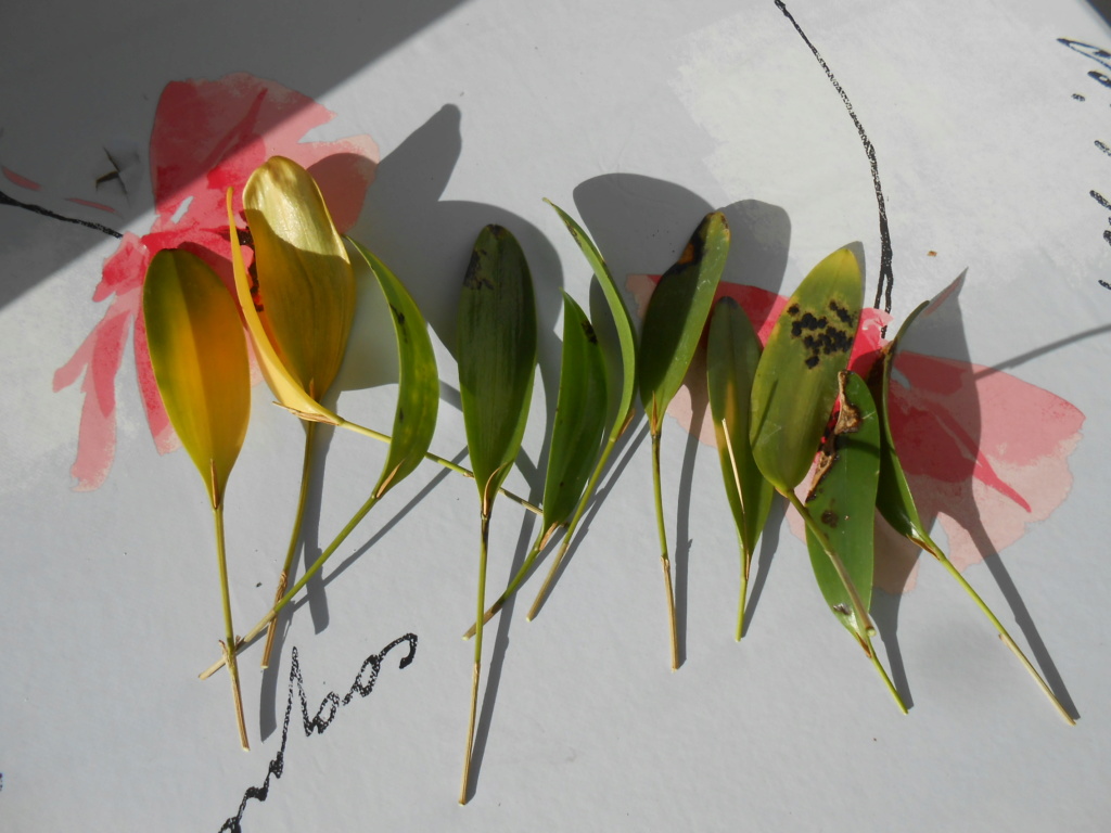 pleurothallis - Culture difficile des Pleurothallis 5_201916