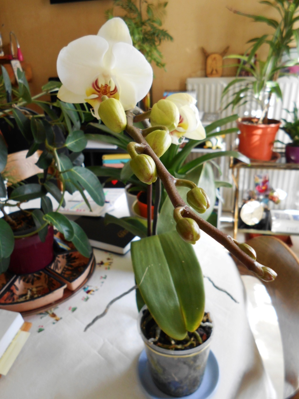 Floraison Phalaenopsis hybrides 7_202011