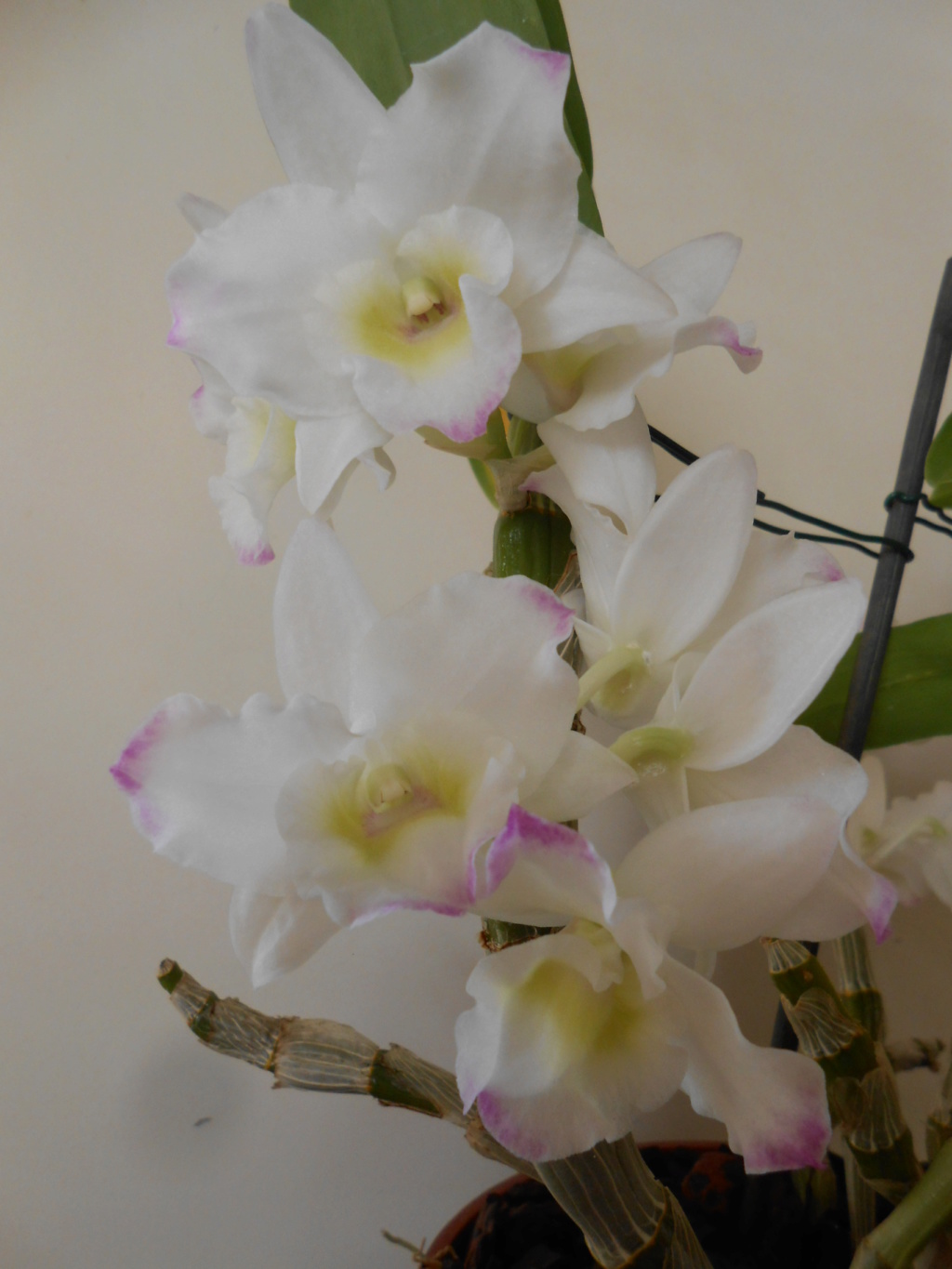Dendrobium Spring Dream 'Apollon' Dscn0515