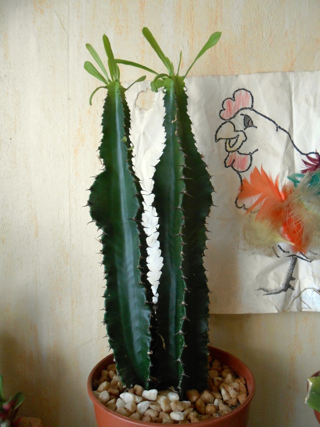 Succulentes et cactus à identifier Dscn1117