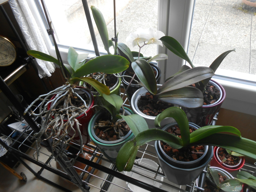 Rempotage Phalaenopsis Dscn4010