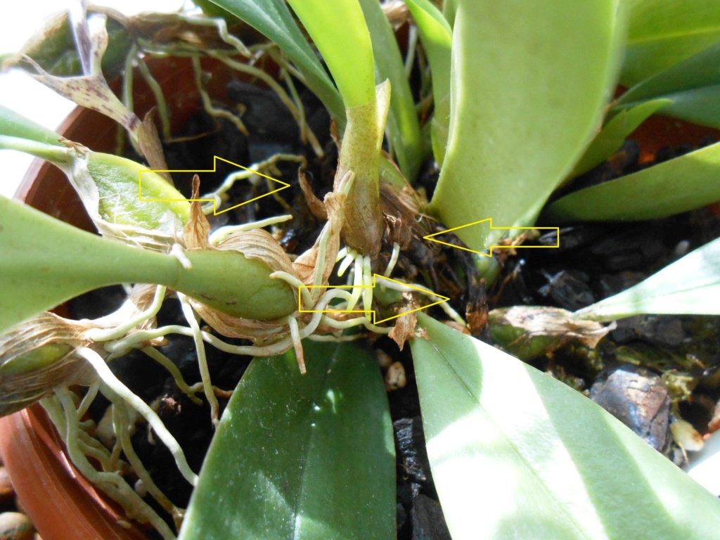 Bulbophyllum Sagarik Dscn9510